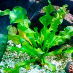 大波浪草-缩略图-2