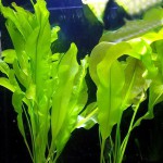 大波浪草-缩略图-3