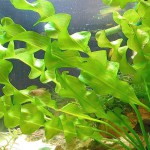 大波浪草-缩略图-4