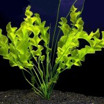 大波浪草-缩略图-5