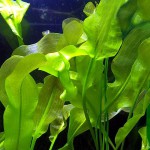 大波浪草-缩略图-6