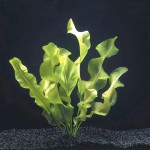 大波浪草-缩略图-7