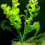 大波浪草-缩略图-8