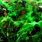 那顿浪草-缩略图-1