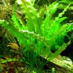 那顿浪草-缩略图-2