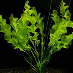 那顿浪草-缩略图-3