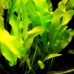 那顿浪草-缩略图-4