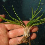 台湾水韭-缩略图-1