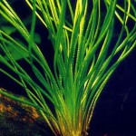 台湾水韭-缩略图-2