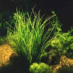 台湾水韭-缩略图-3