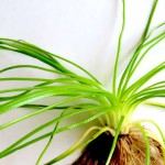 台湾水韭-缩略图-4