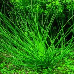 台湾水韭-缩略图-5