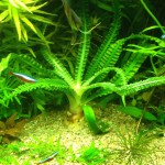 大喷泉-缩略图-4