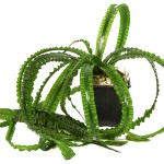 大喷泉-缩略图-5