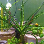 小喷泉-缩略图-2