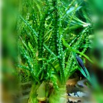 小喷泉-缩略图-3