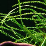 小喷泉-缩略图-4