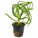 小喷泉-缩略图-5