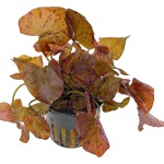 红虎睡莲-缩略图-1