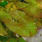 红虎睡莲-缩略图-2