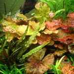 红虎睡莲-缩略图-3