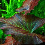 红虎睡莲-缩略图-4