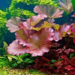 红虎睡莲-缩略图-5