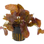 红虎睡莲-缩略图-6