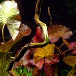 红虎睡莲-缩略图-7