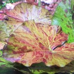 虎斑睡莲-缩略图-1