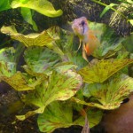 虎斑睡莲-缩略图-2