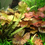 虎斑睡莲-缩略图-4