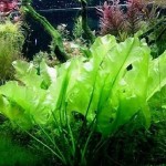 青荷根-缩略图-1