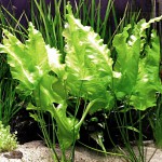 青荷根-缩略图-2