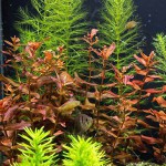 红蝴蝶草-缩略图-1