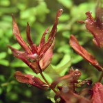 红蝴蝶草-缩略图-2