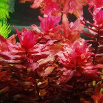 红蝴蝶草-缩略图-3