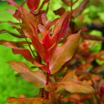 红蝴蝶草-缩略图-5