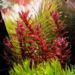 红蝴蝶草-缩略图-6