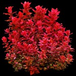 红蝴蝶草-缩略图-7