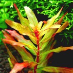 红蝴蝶草-缩略图-8