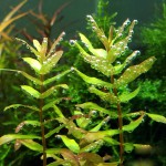 青蝴蝶草-缩略图-1