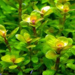 青蝴蝶草-缩略图-3