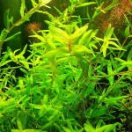 青蝴蝶草-缩略图-4