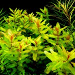 青蝴蝶草-缩略图-5