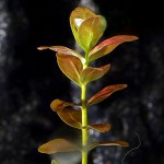 南美小圆叶-缩略图-1