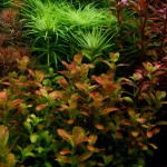 南美小圆叶-缩略图-2