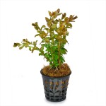 南美小圆叶-缩略图-3