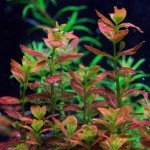 南美小圆叶-缩略图-4