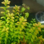 南美小圆叶-缩略图-5